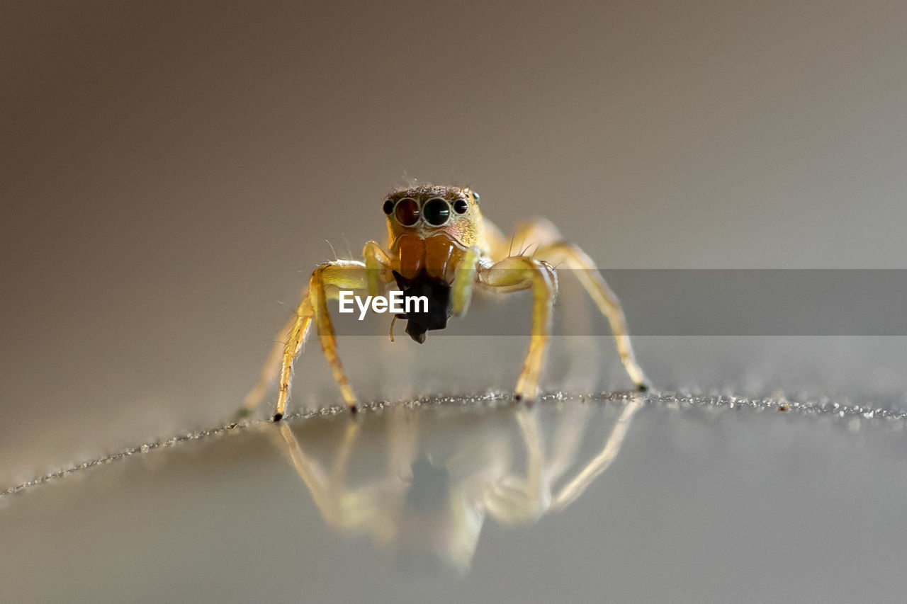 Close-up of spider