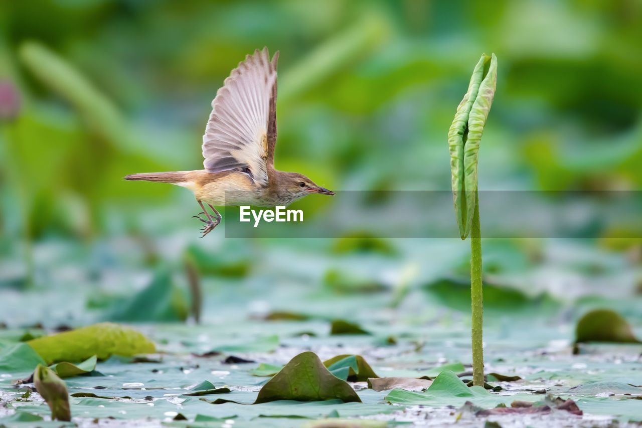 BIRD FLYING OVER A LAKE