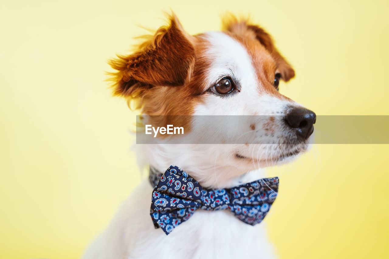 CLOSE-UP OF A DOG LOOKING AWAY OVER WHITE BACKGROUND