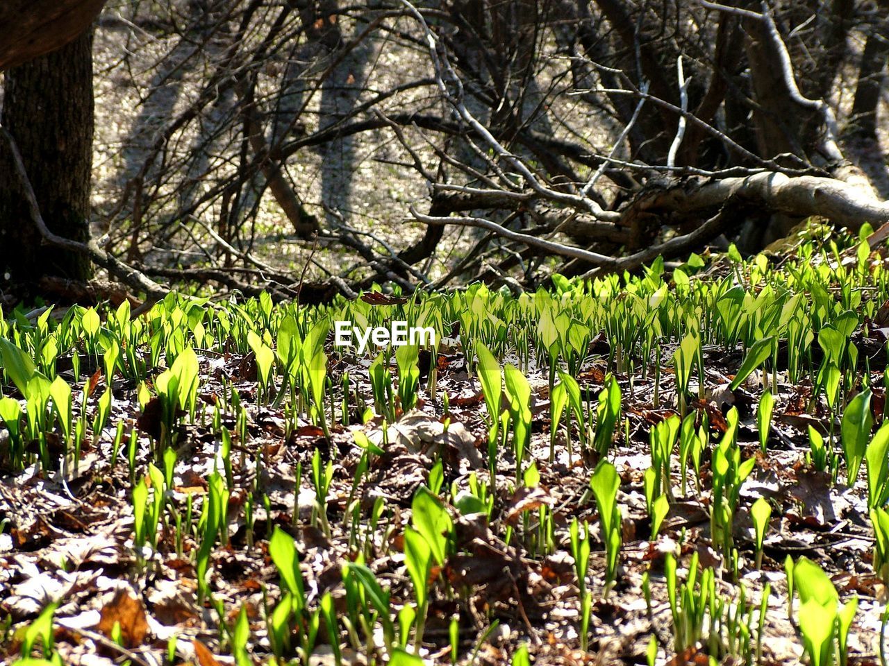 VIEW OF FRESH GREEN TREE IN FOREST