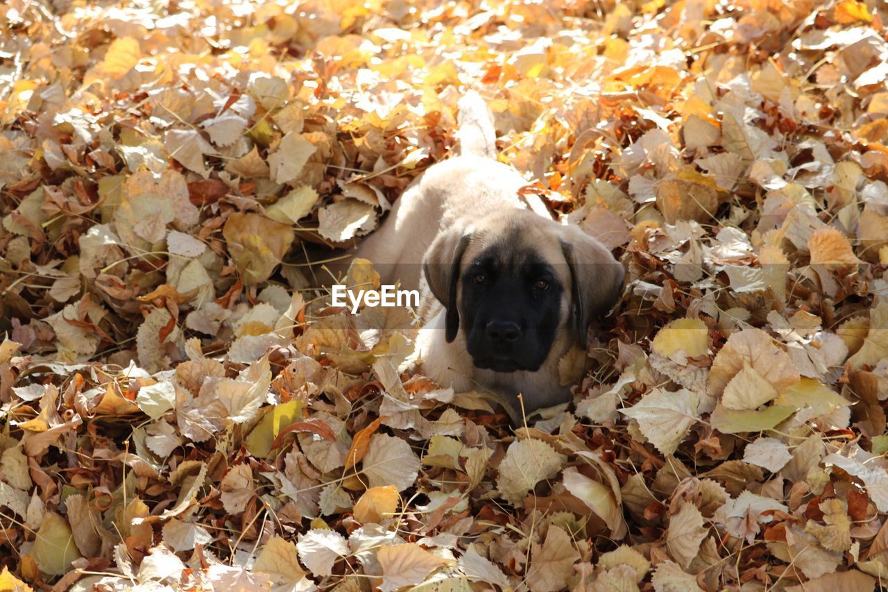 HIGH ANGLE VIEW OF A DOG ON LEAVES