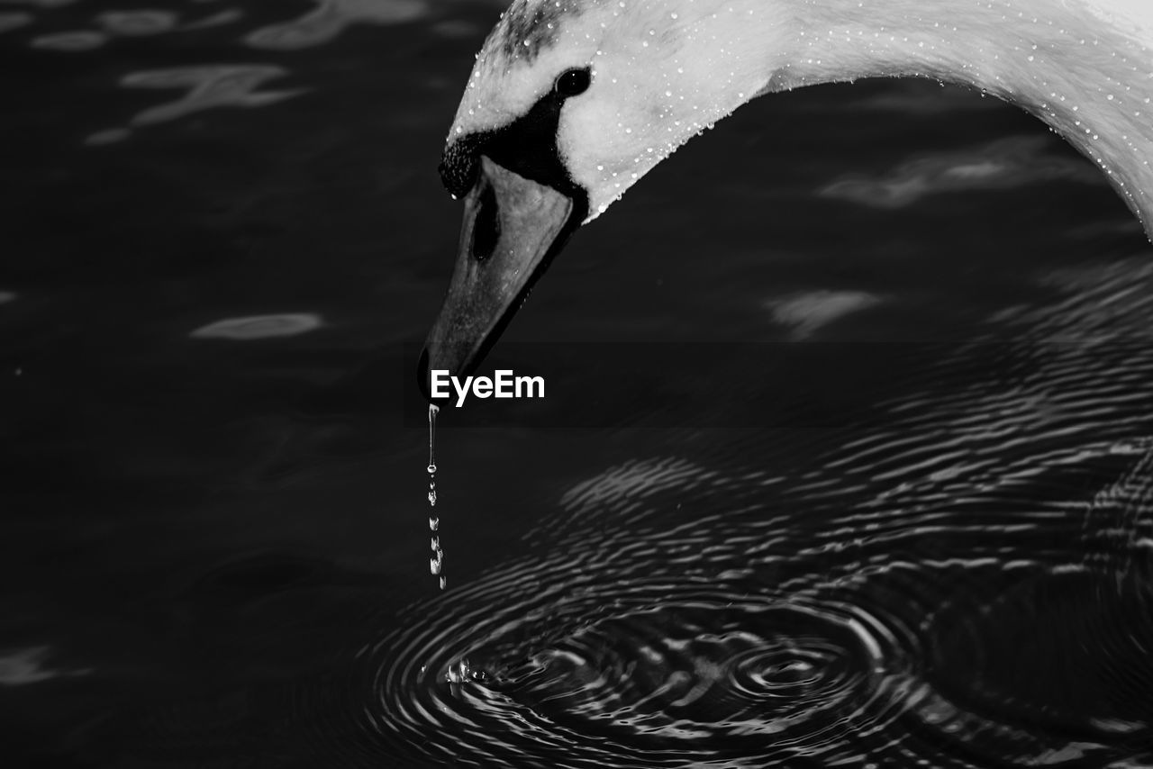 High angle view of swan swimming in lake