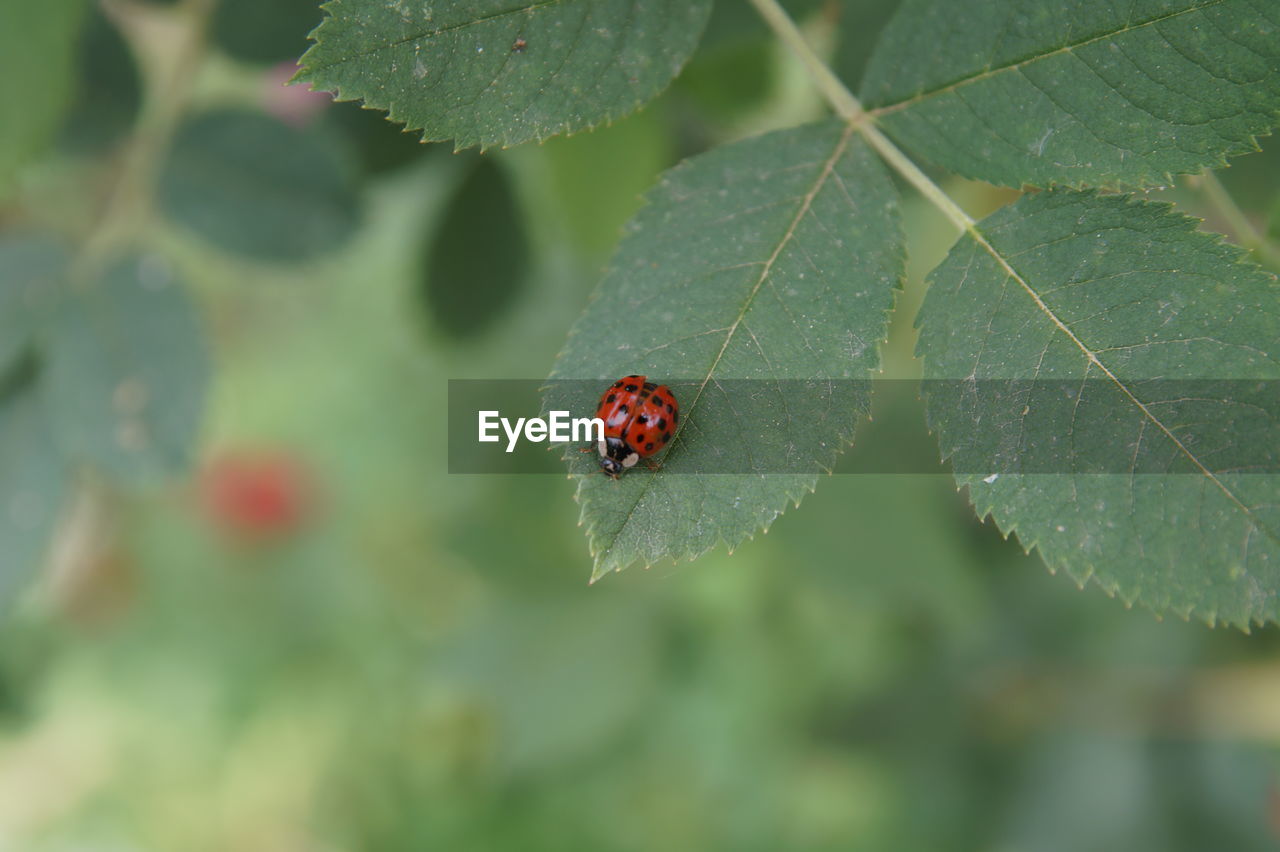 INSECT ON LEAF