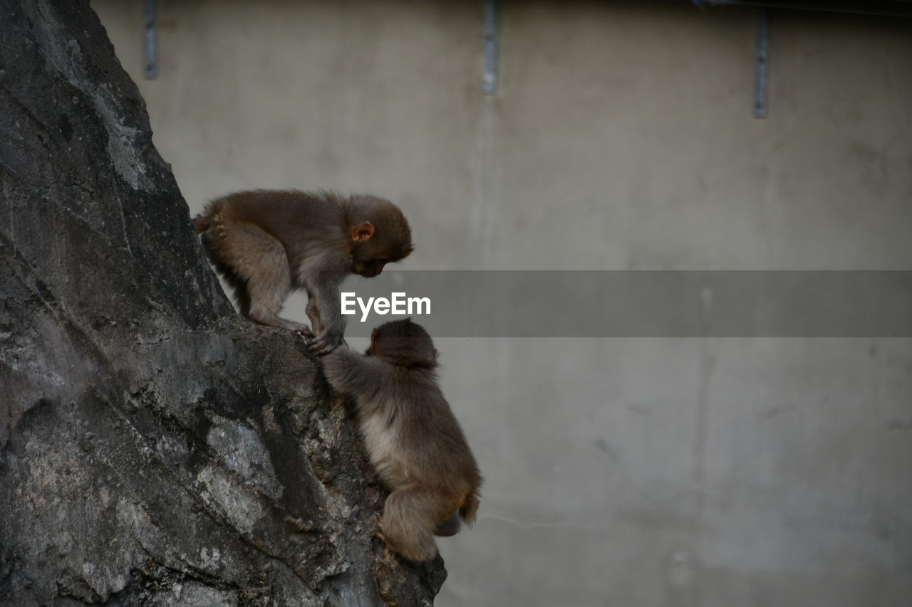 MONKEY SITTING ON ROCK