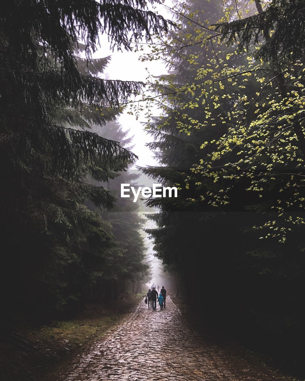 PEOPLE WALKING ON FOOTPATH AMIDST TREES