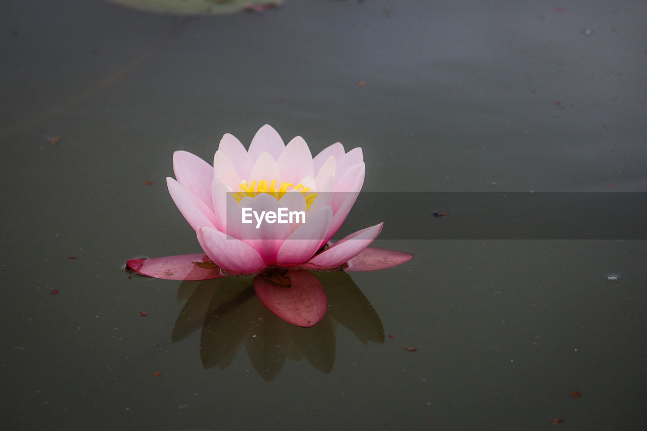 CLOSE-UP OF PINK LOTUS WATER LILY IN POND