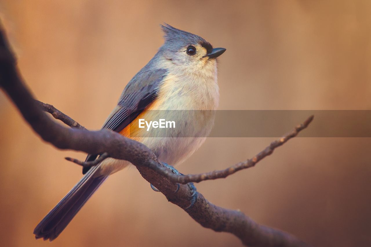 BIRD PERCHING ON BRANCH