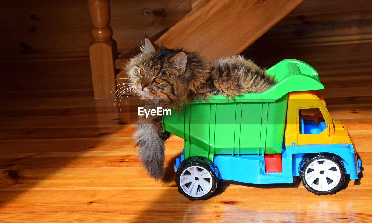 CAT SITTING ON WOODEN TOY