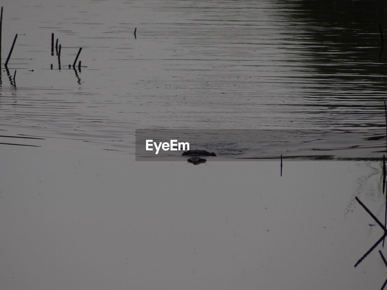 HIGH ANGLE VIEW OF DUCKS SWIMMING ON LAKE