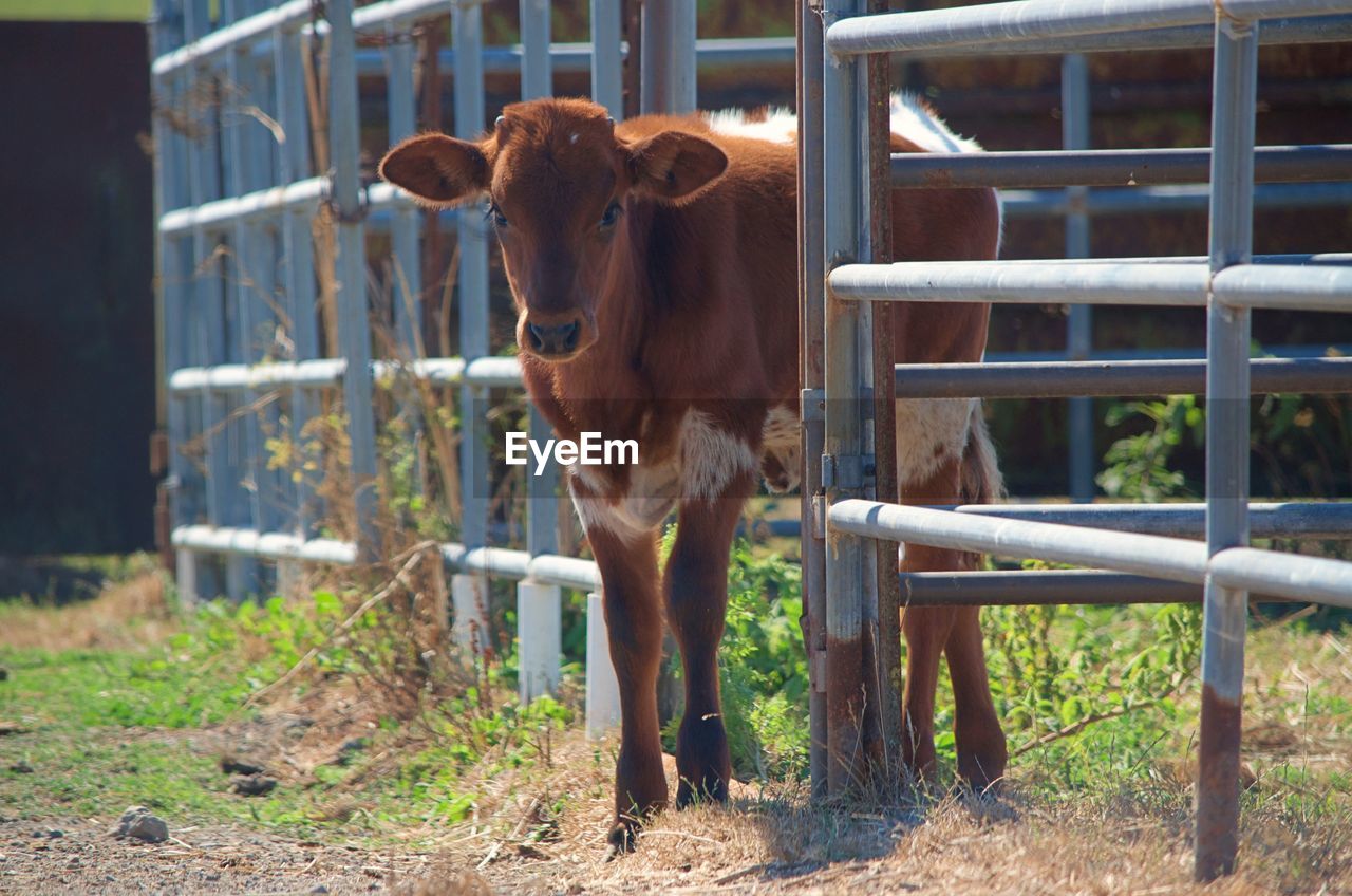 HORSE IN PEN