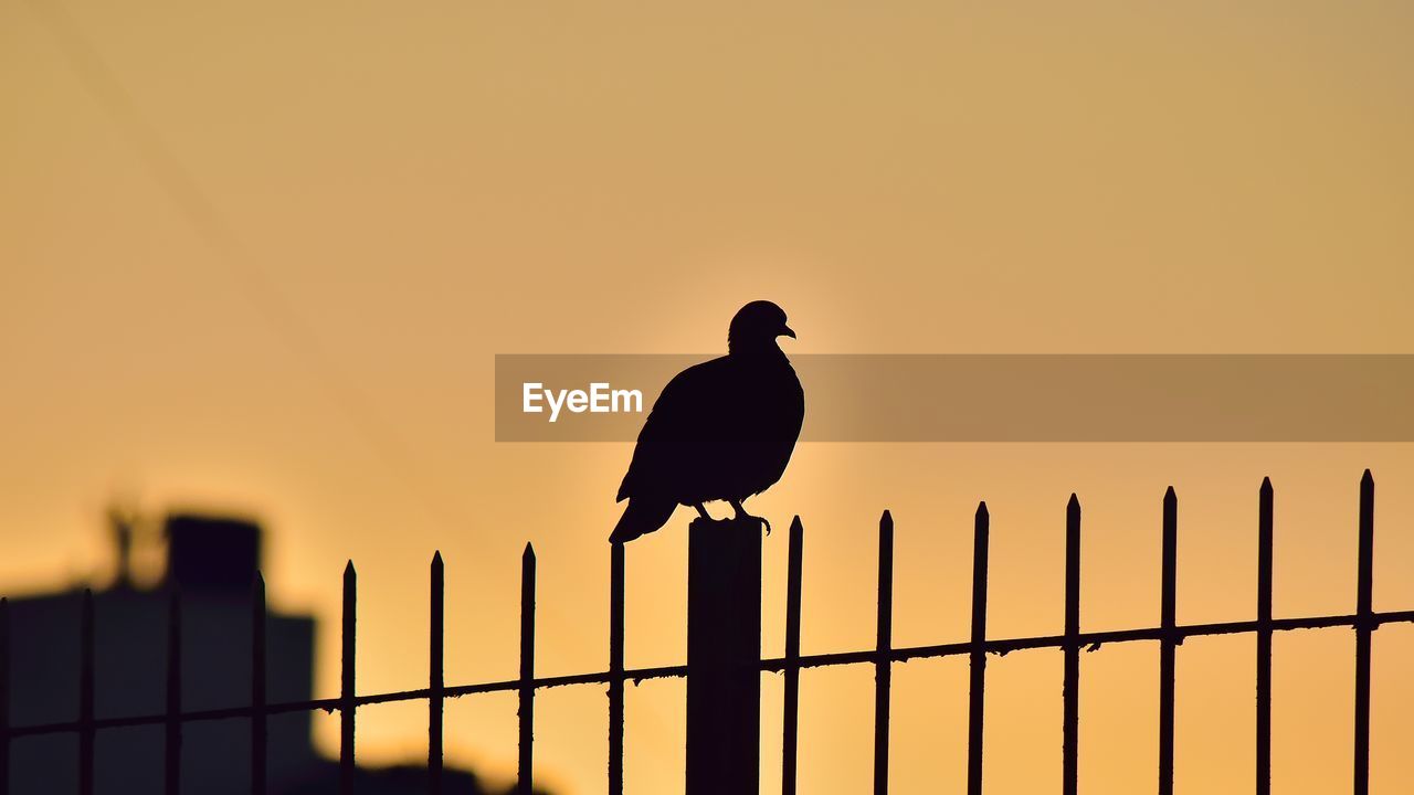BIRD PERCHING ON A FENCE