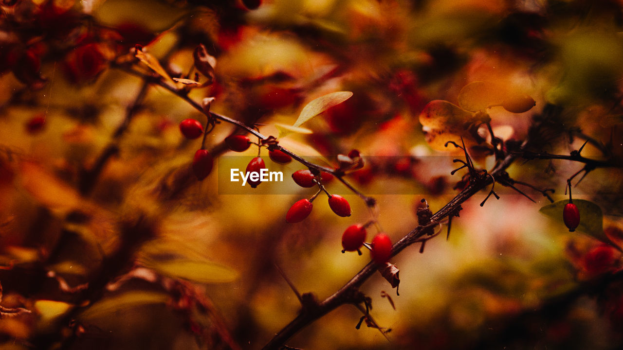 CLOSE-UP OF RED BERRIES ON TREE