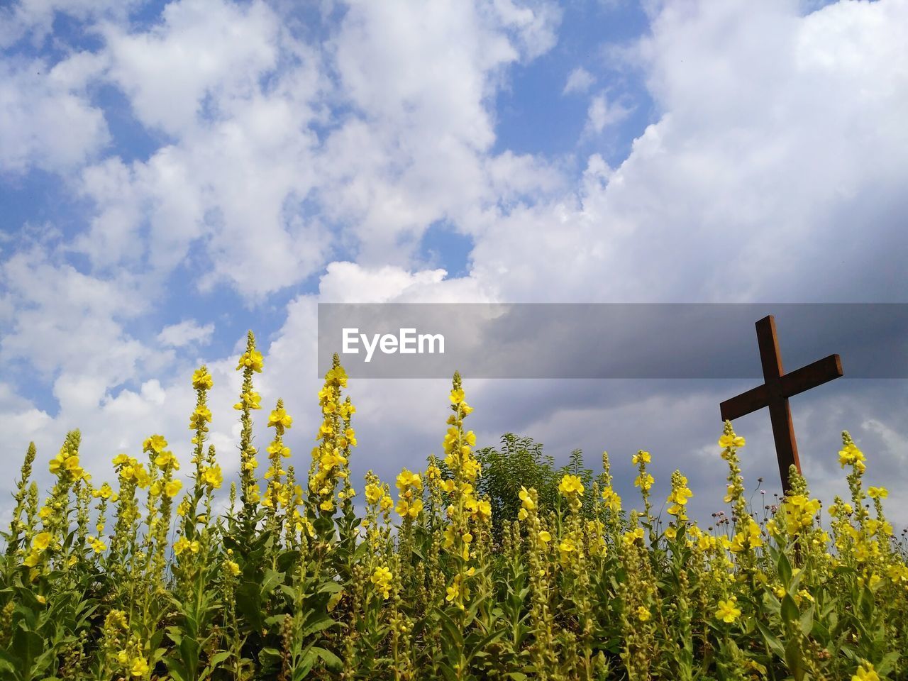 Low angle view of yellow flowers against sky