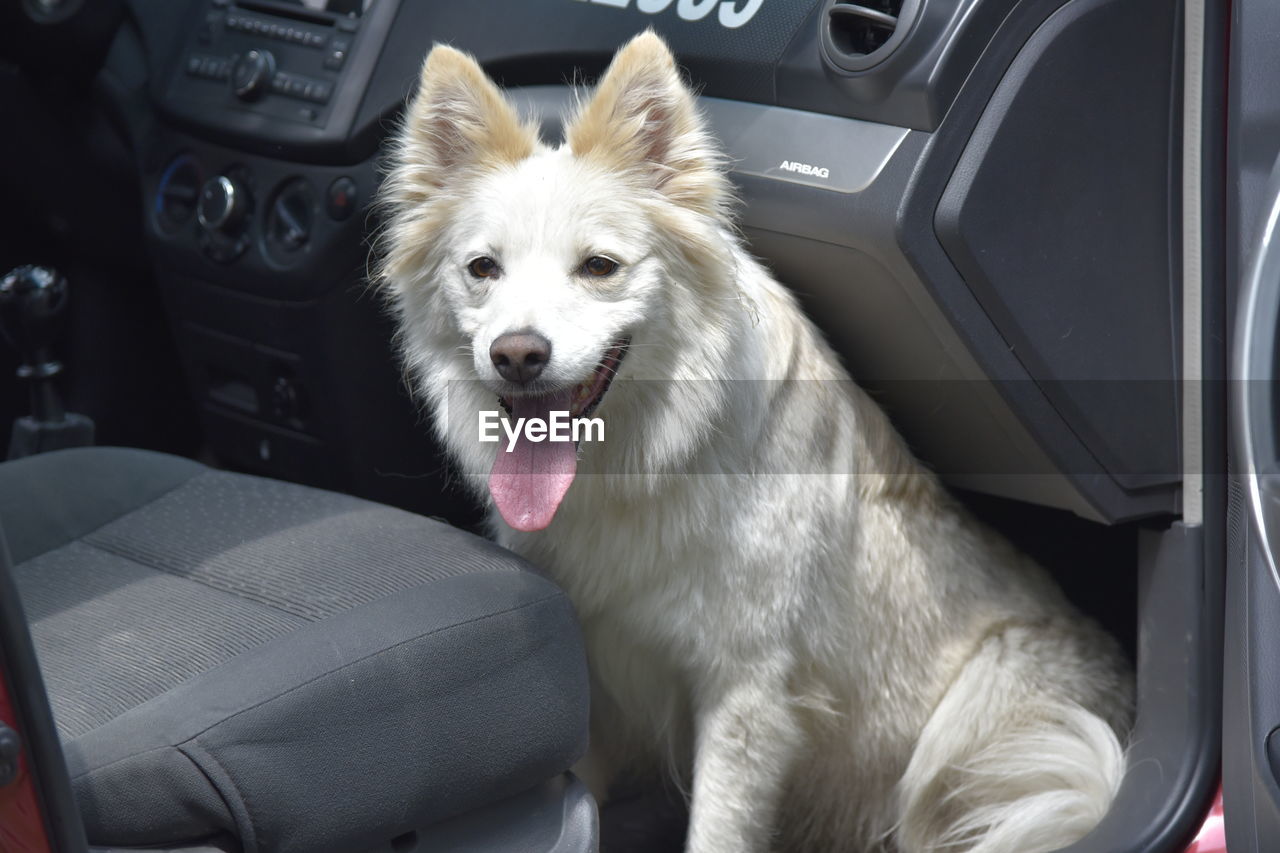 DOG LYING IN CAR