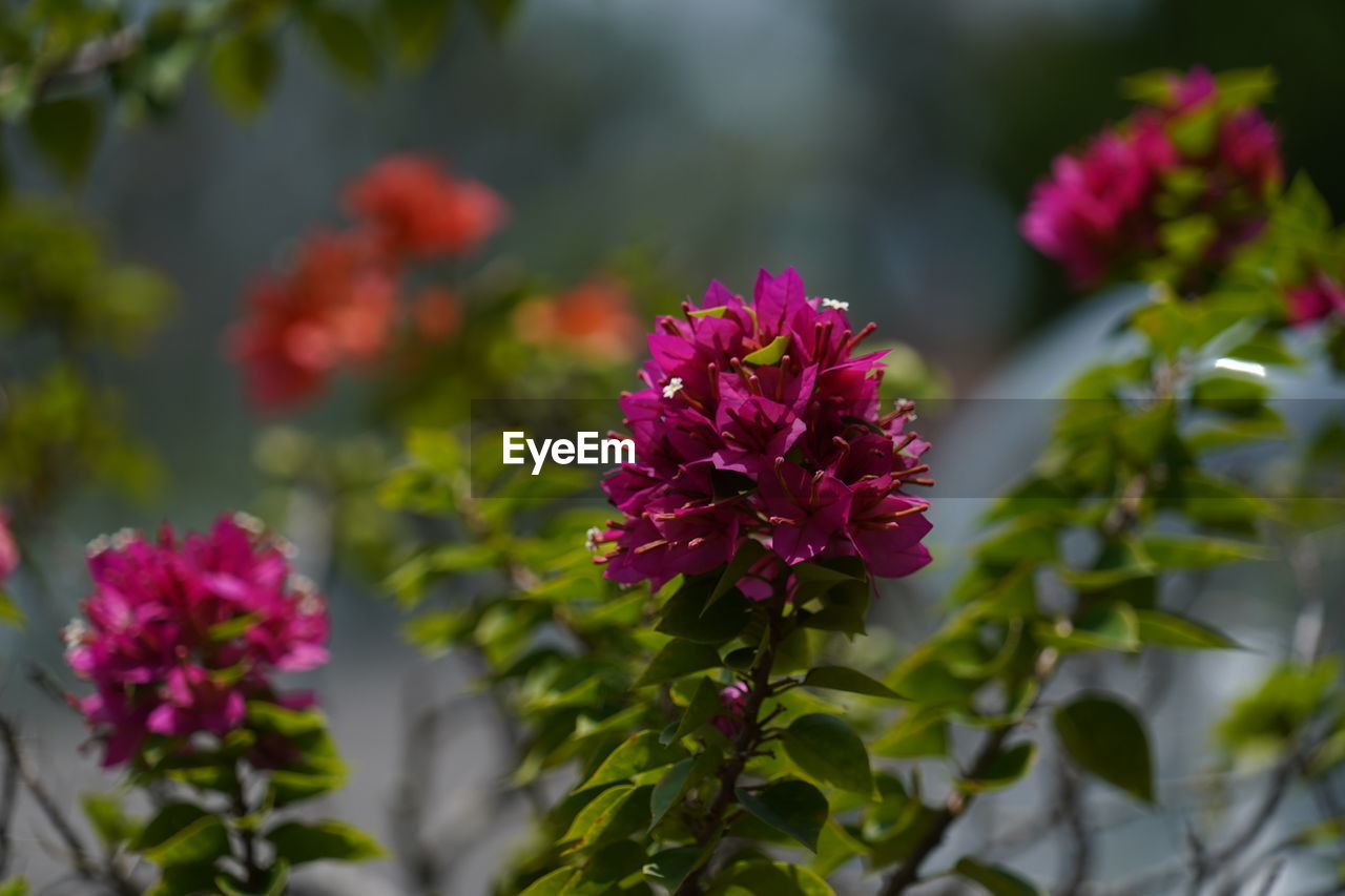 Close-up of pink flowering plant