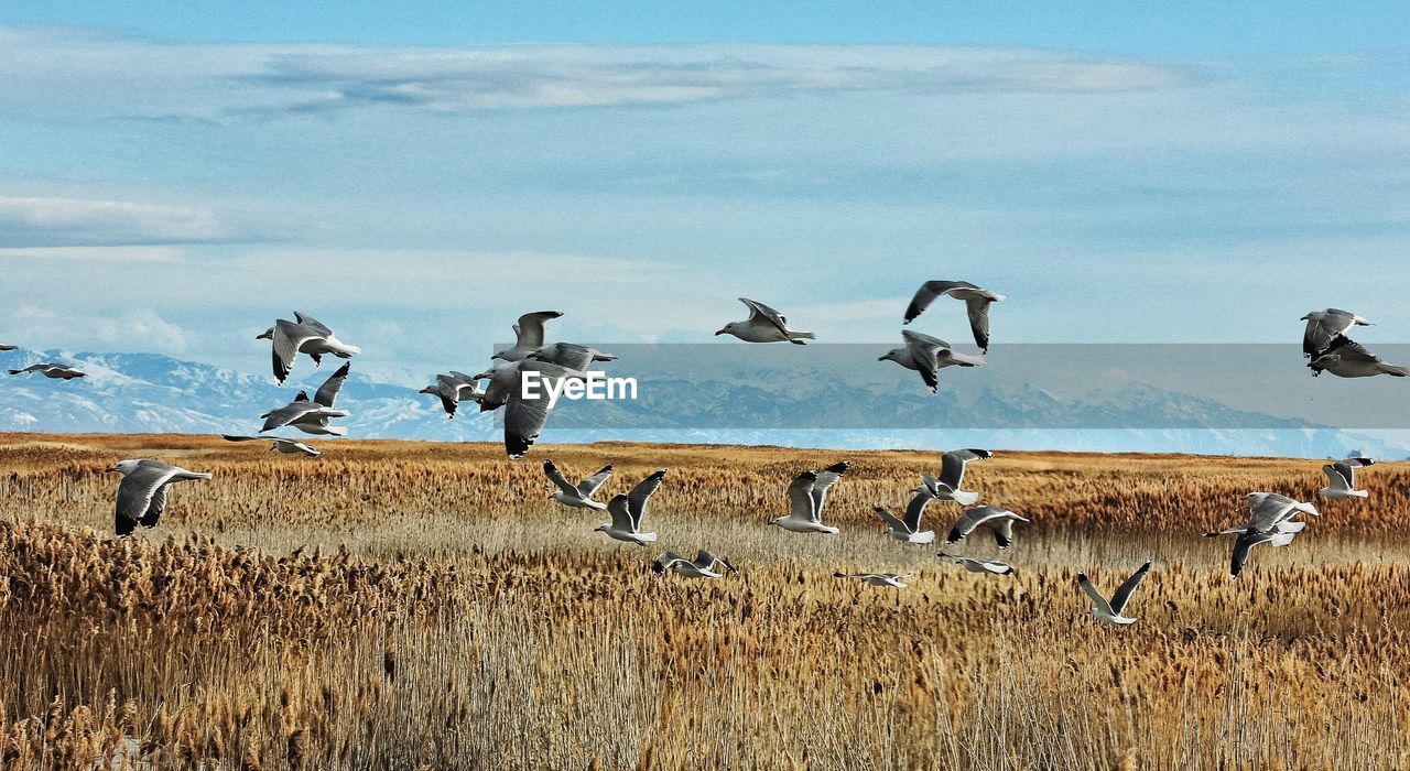Seagulls flying over landscape against sky
