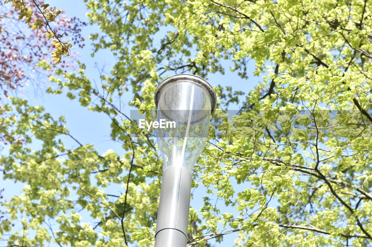 LOW ANGLE VIEW OF STREET LIGHT AGAINST TREES