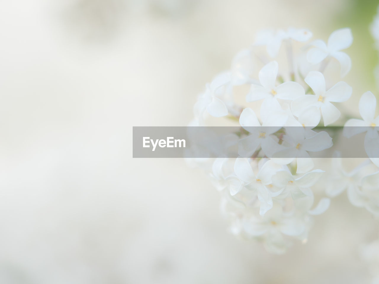 CLOSE-UP OF WHITE FLOWERS