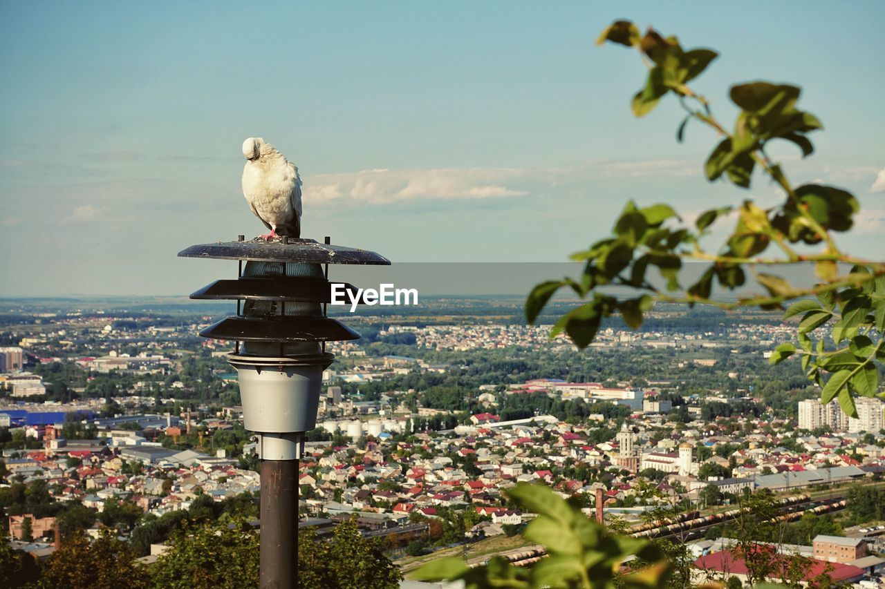 BIRD PERCHING ON A CITY