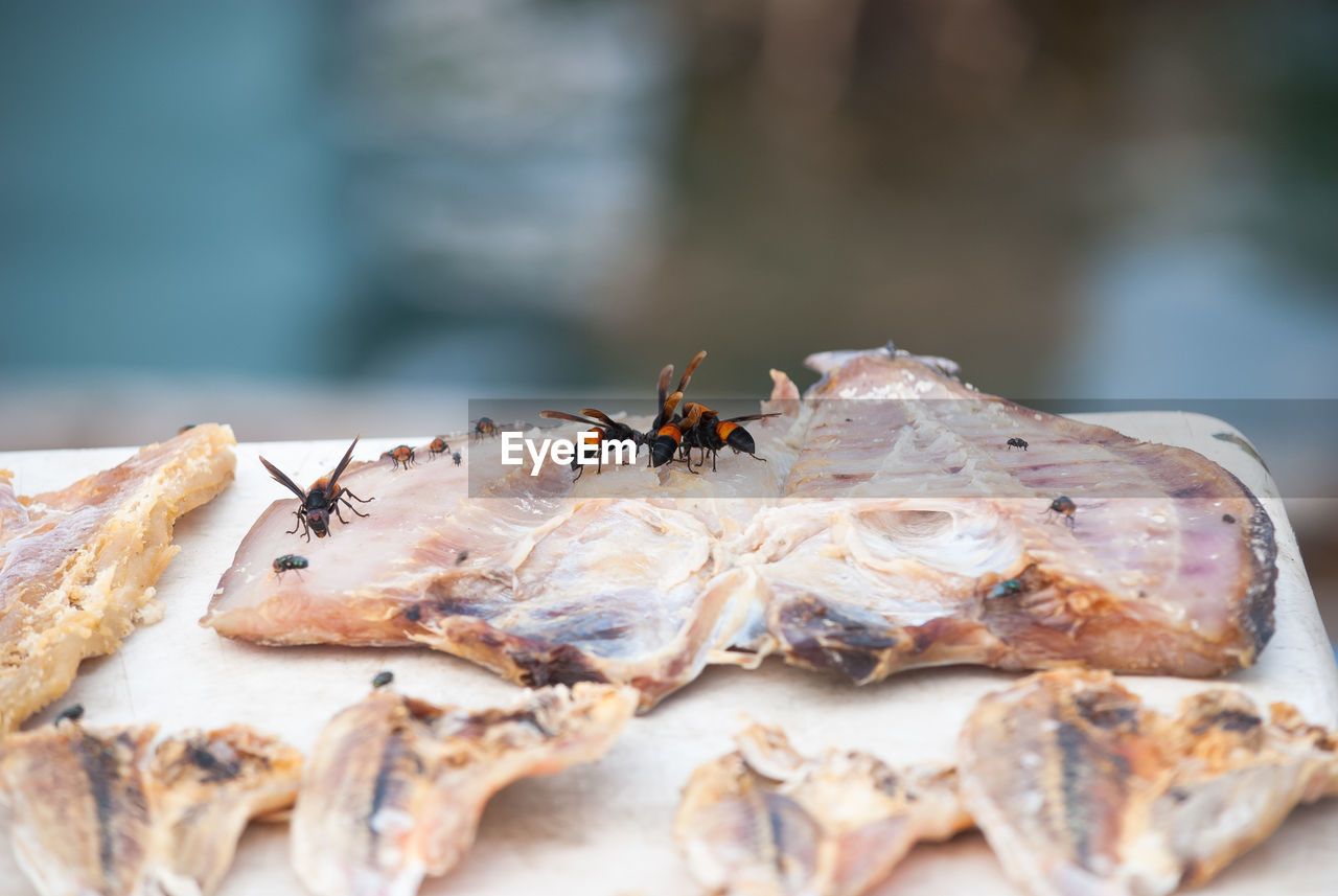 Close-up of insects on dried fish