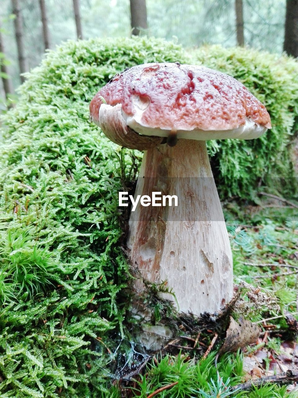 CLOSE-UP OF MUSHROOM ON TREE