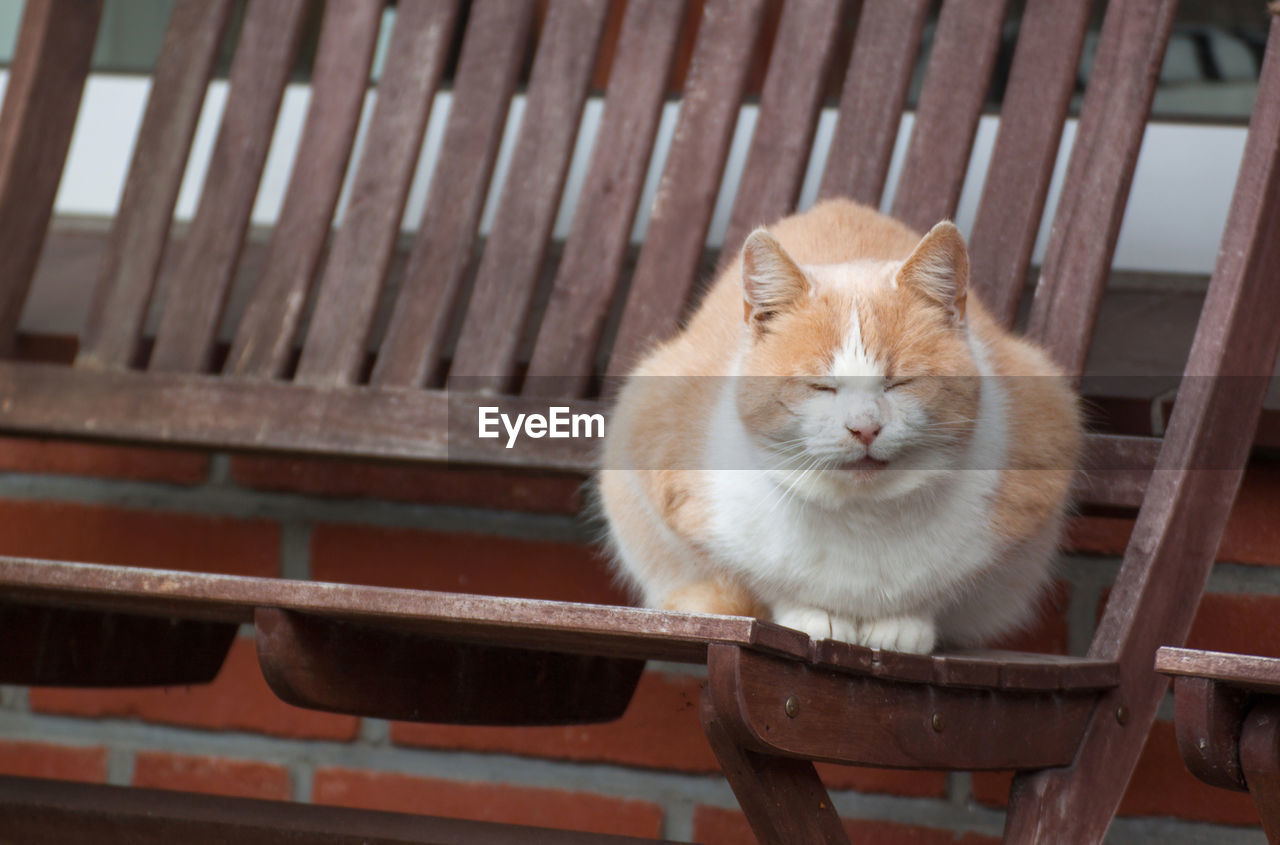 Cat dozing on wooden bench