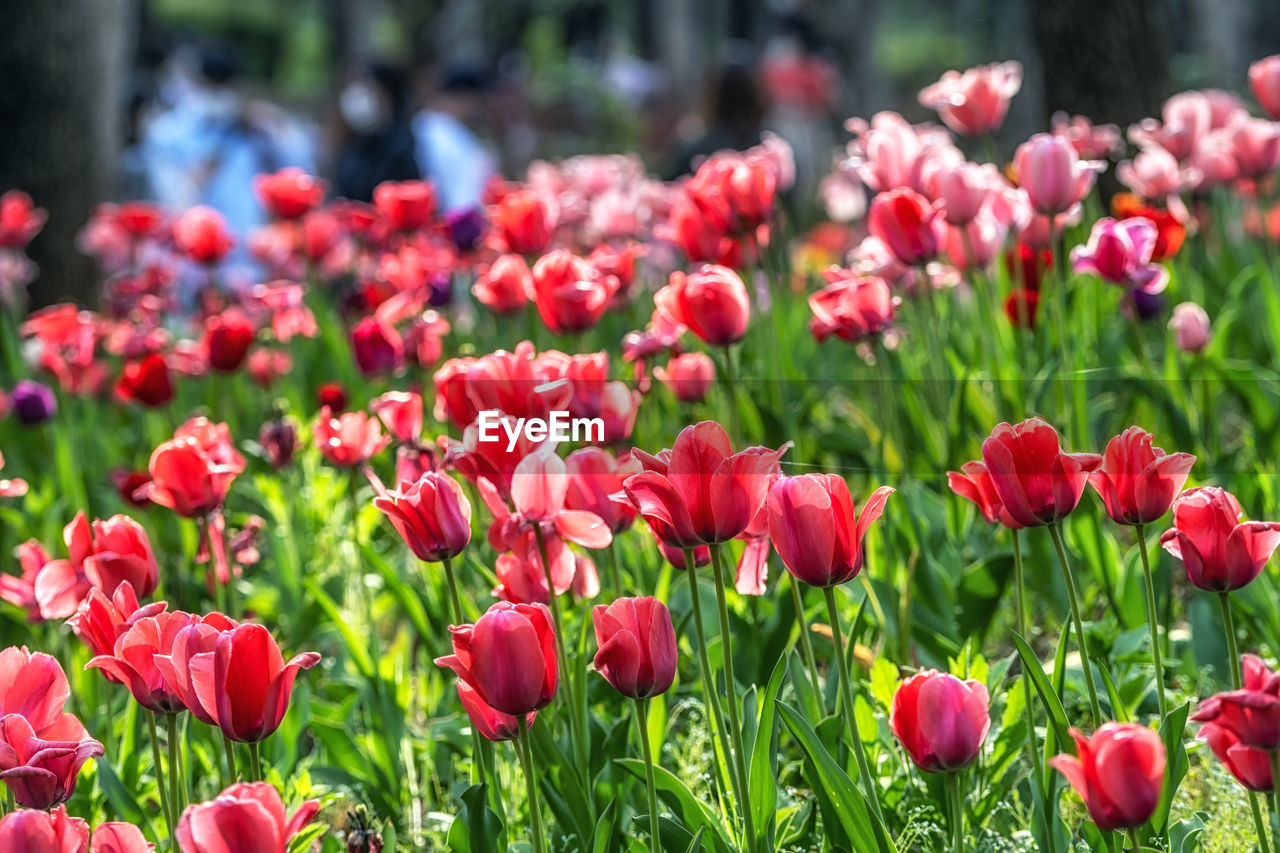 plant, flower, flowering plant, beauty in nature, freshness, red, nature, tulip, growth, close-up, fragility, flowerbed, springtime, field, pink, petal, land, no people, flower head, landscape, inflorescence, multi colored, focus on foreground, summer, environment, green, garden, outdoors, vibrant color, day, sunlight, grass, blossom, botany, ornamental garden, plant part, leaf, sky, tranquility, front or back yard, landscaped, selective focus, abundance, non-urban scene, social issues