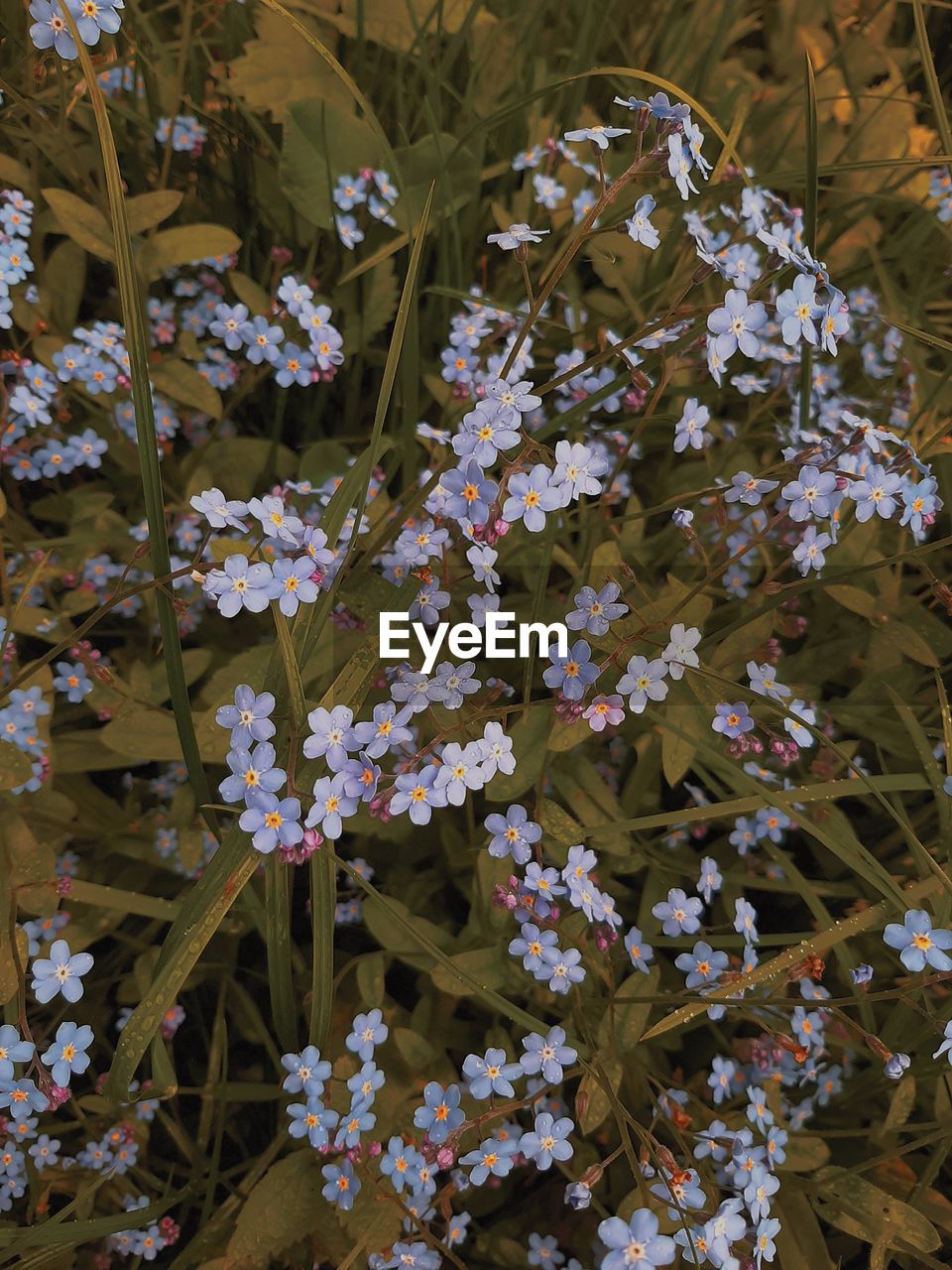 Close-up of white flowering plants