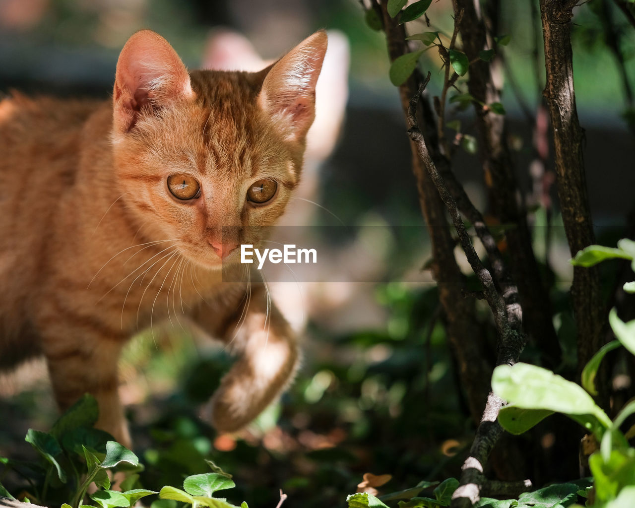 Portrait of a ginger cat hunting