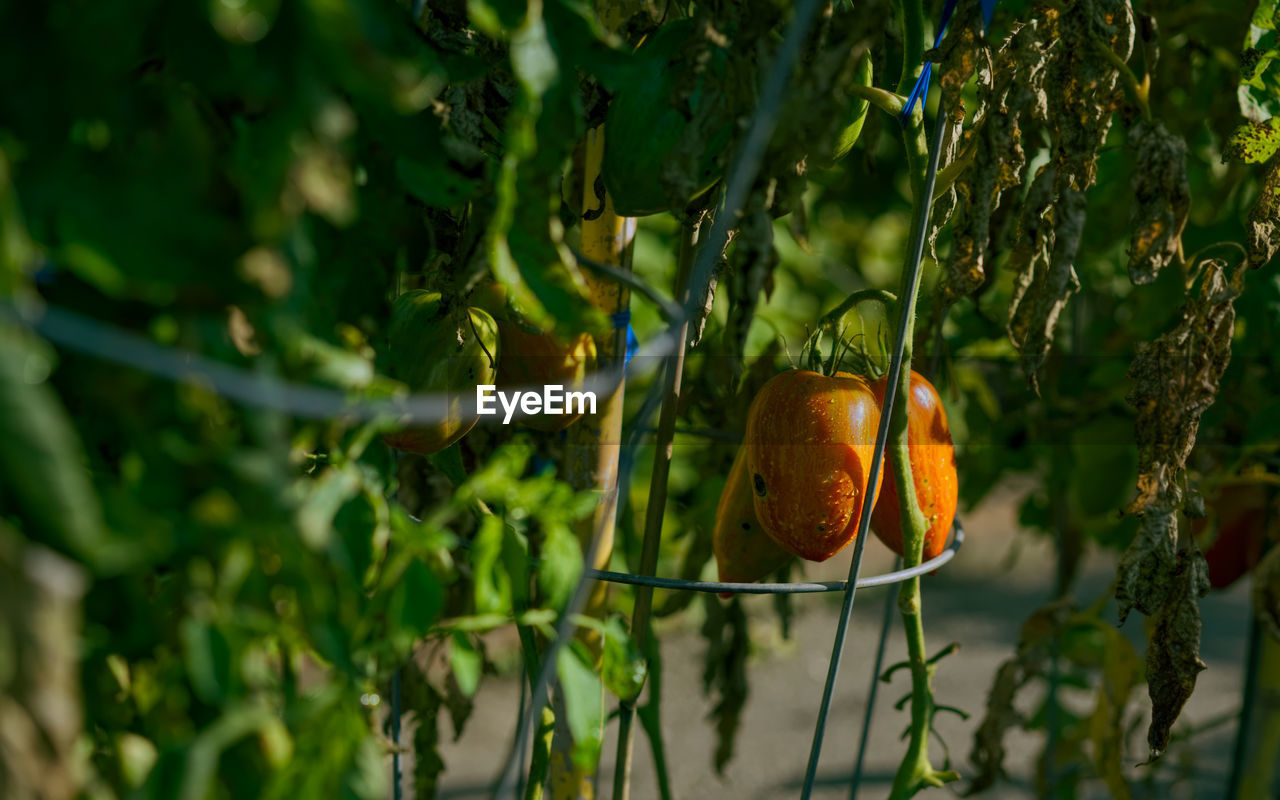 green, nature, food, food and drink, plant, fruit, healthy eating, flower, tree, branch, leaf, sunlight, growth, yellow, agriculture, produce, no people, plant part, hanging, freshness, autumn, wellbeing, macro photography, outdoors, fruit tree, citrus fruit, crop, day, land, vegetable, organic, ripe