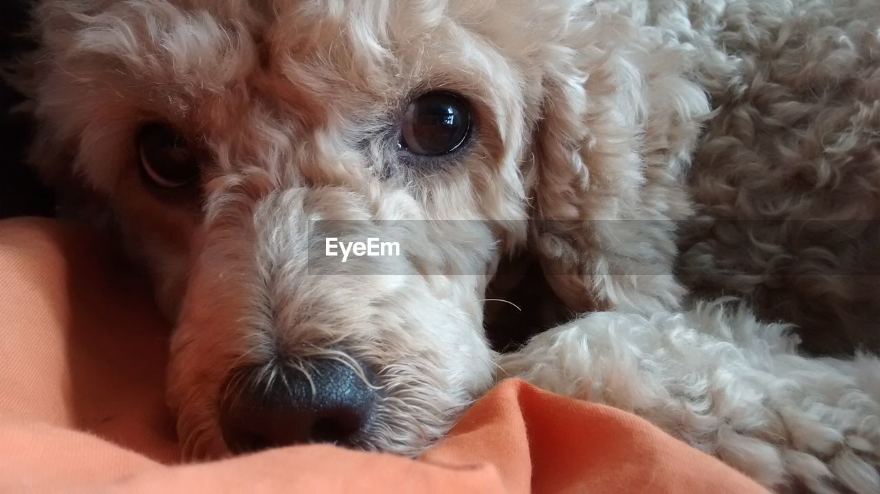 Close-up of dog relaxing on blanket