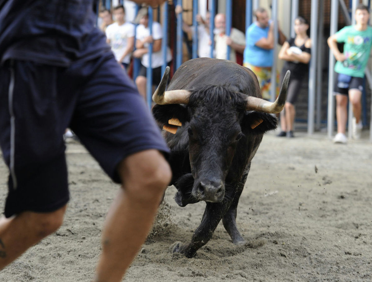 Bull running towards man during festival