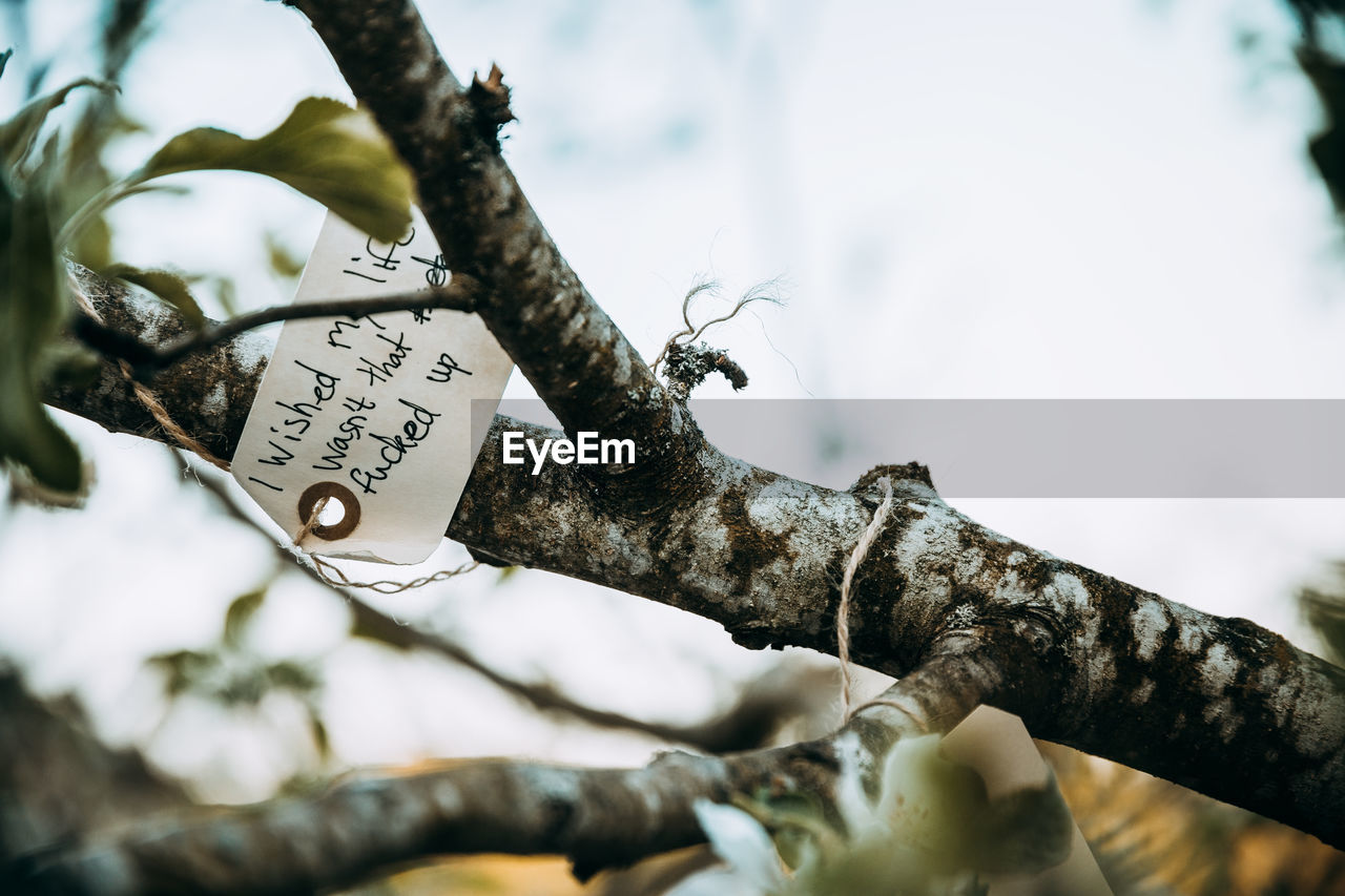 LOW ANGLE VIEW OF HEART SHAPE HANGING ON TREE TRUNK