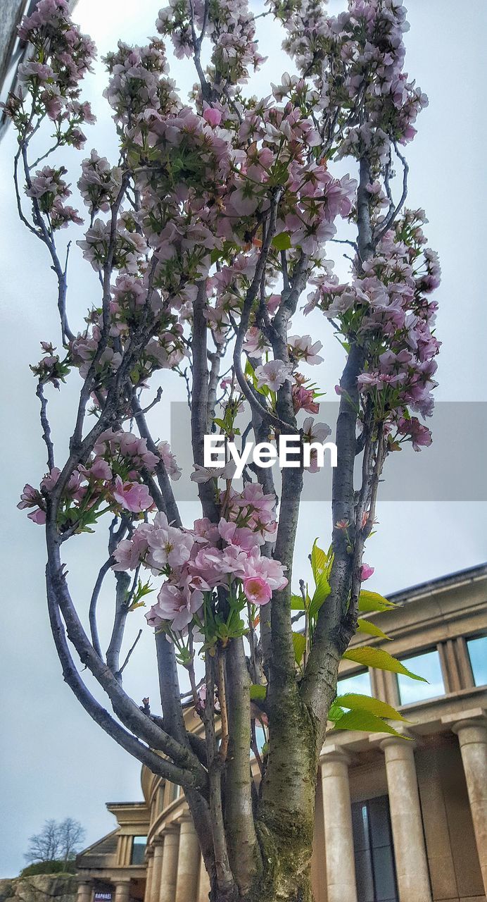 LOW ANGLE VIEW OF TREES AGAINST THE SKY