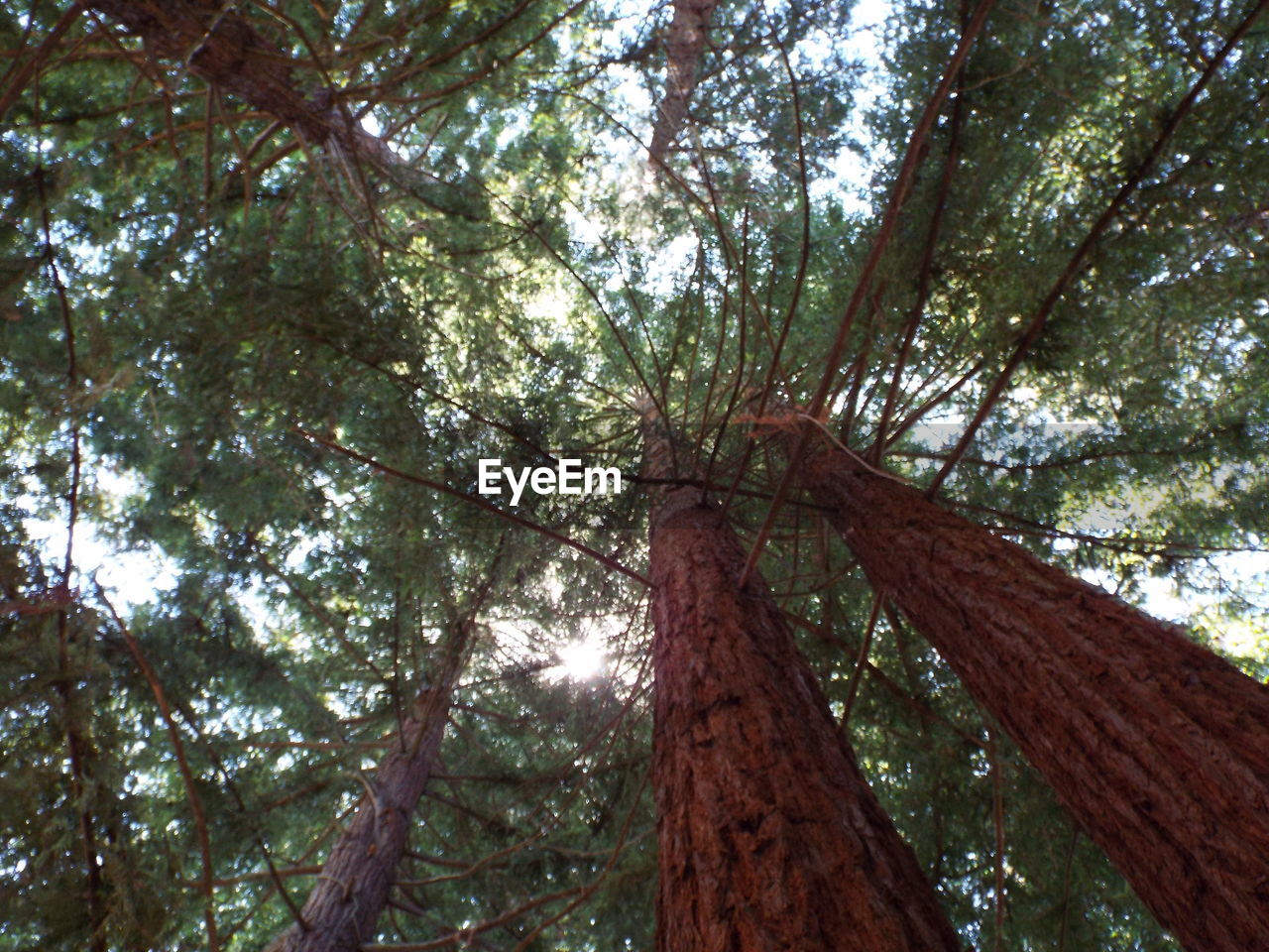 LOW ANGLE VIEW OF TREE IN FOREST