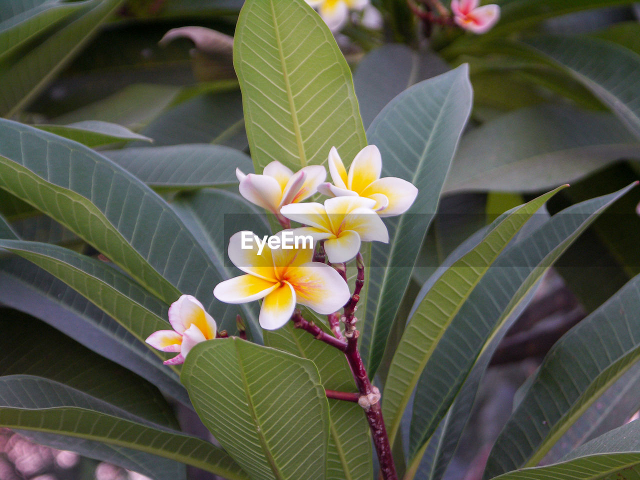 Close-up of frangipani flowers on leaves