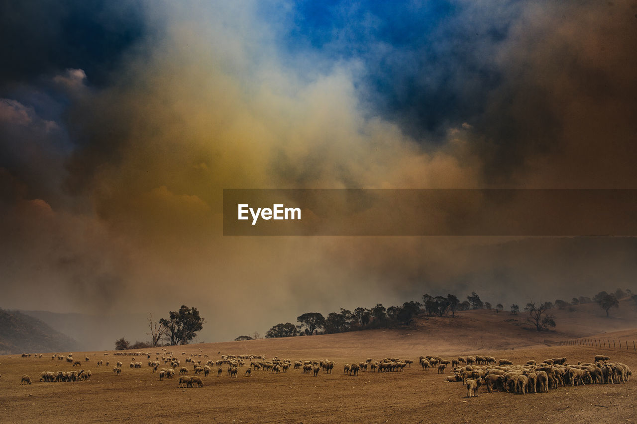 Sheep sheltering from approaching wildfire in canberra australia