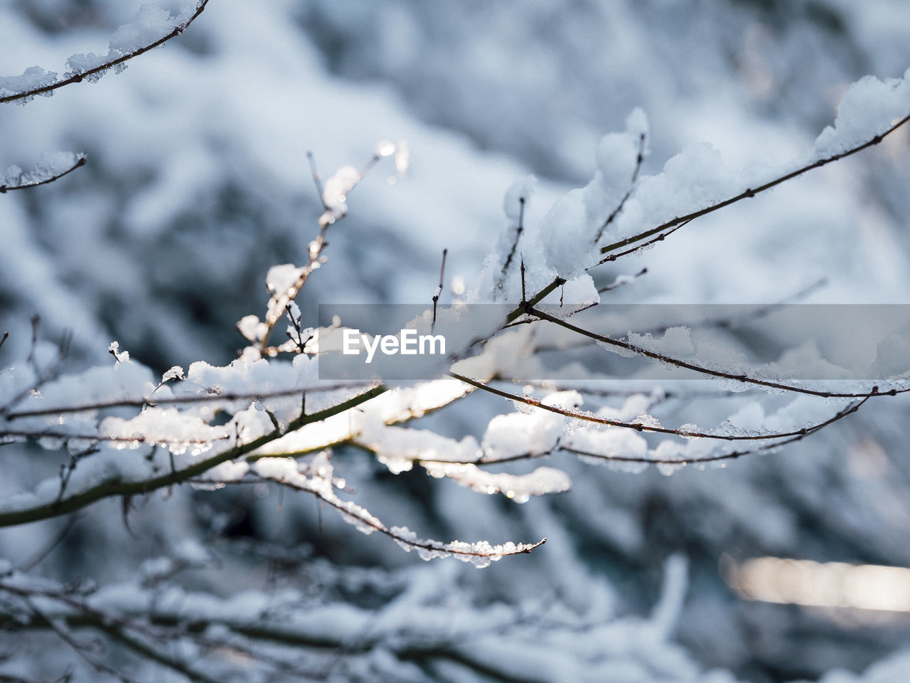 CLOSE-UP OF FROZEN PLANT AGAINST SNOW