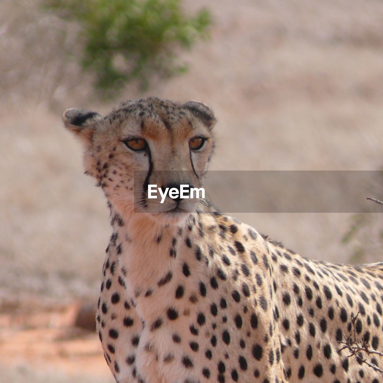 Cheetah on field looking away