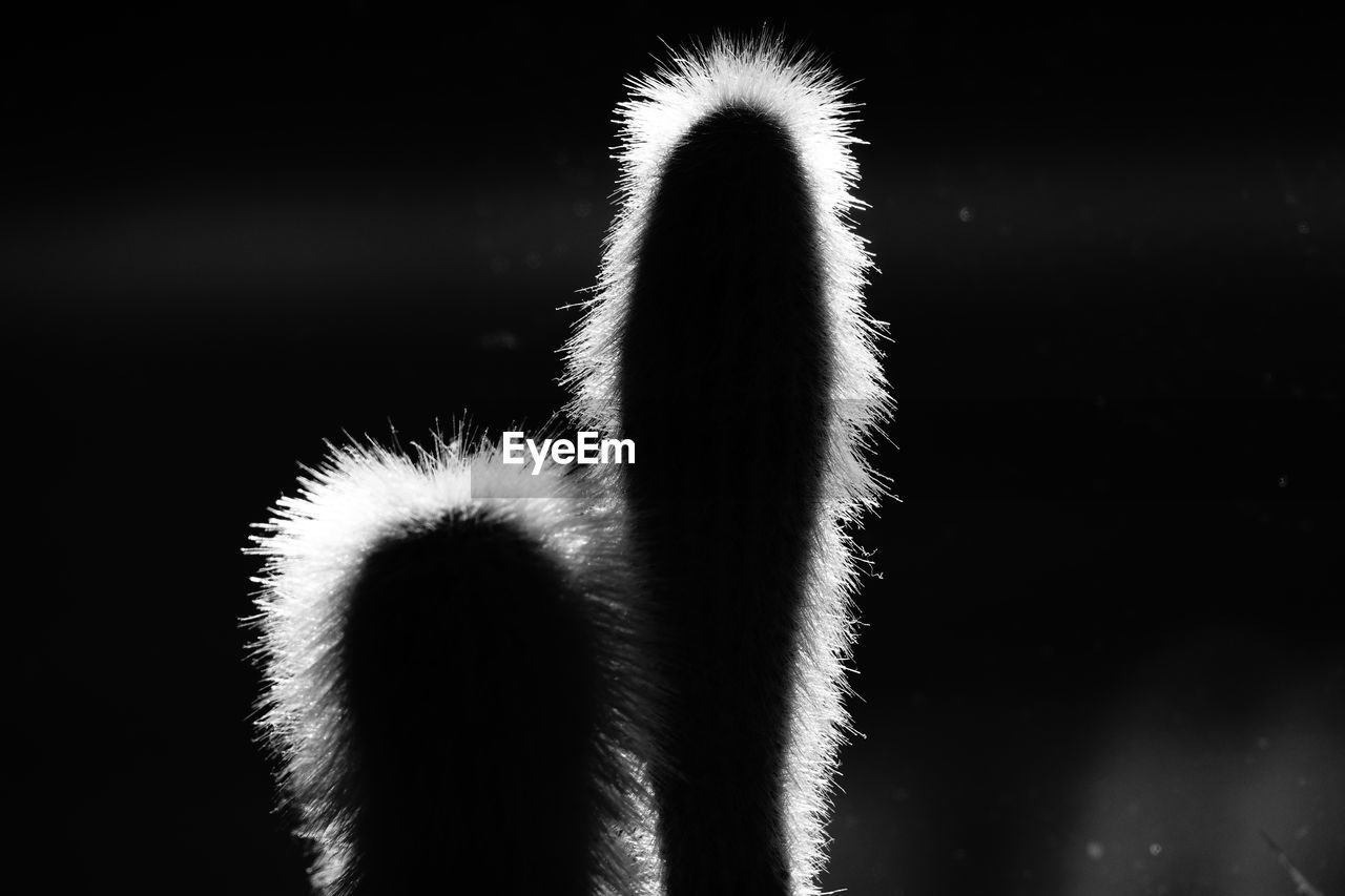 CLOSE-UP OF FIREWORKS OVER BLACK BACKGROUND