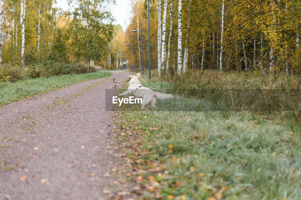 Portrait of golden retriever pale young dog is running after hare in the forest, autumn season