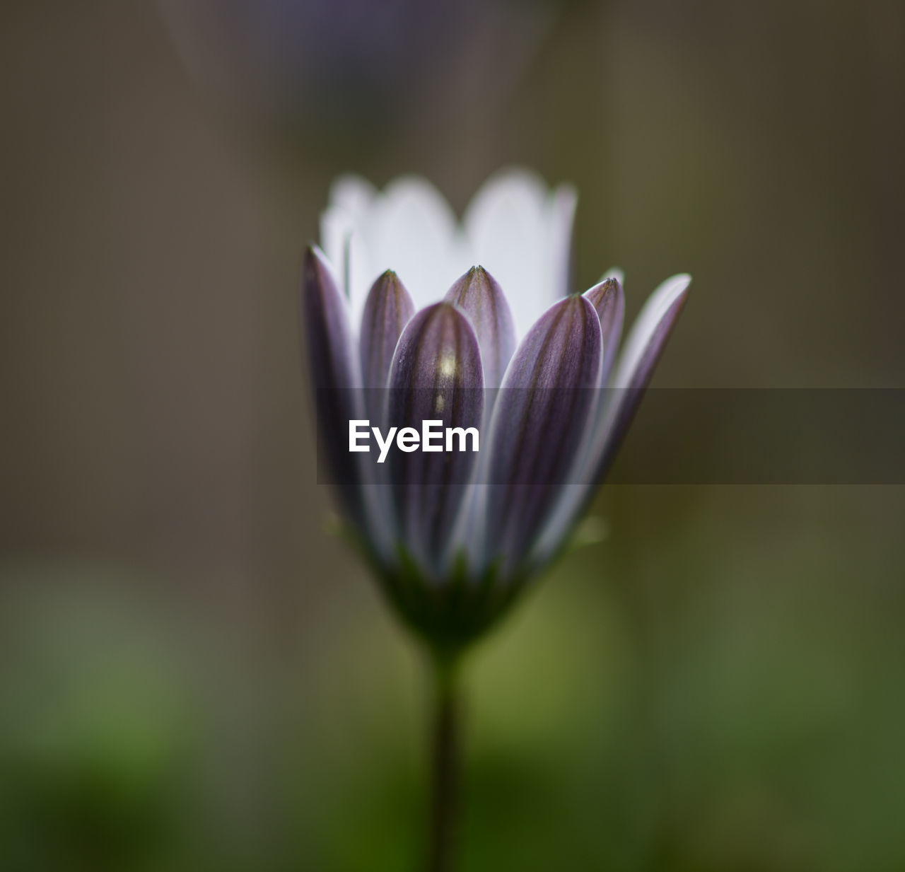 Close-up of lotus blooming outdoors