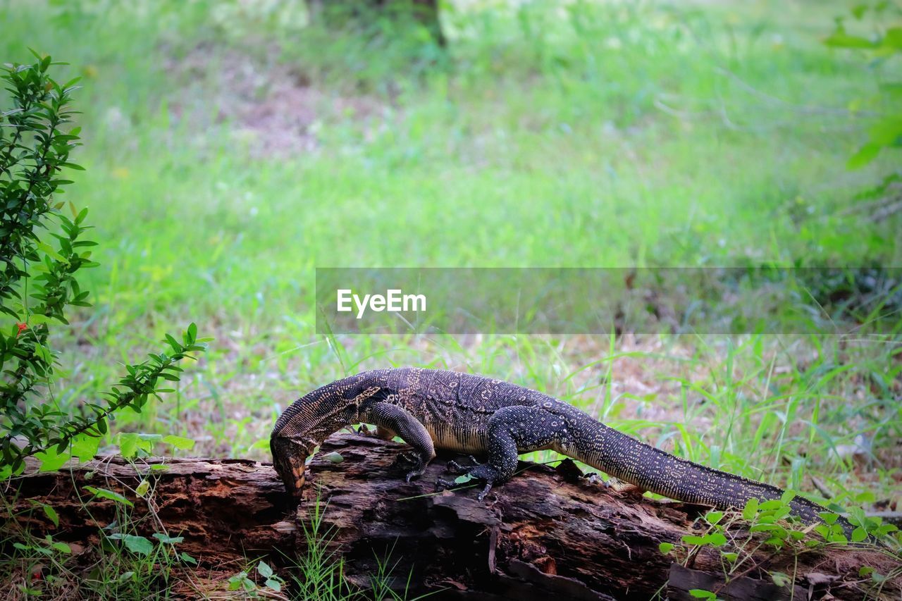 VIEW OF A REPTILE IN A FOREST