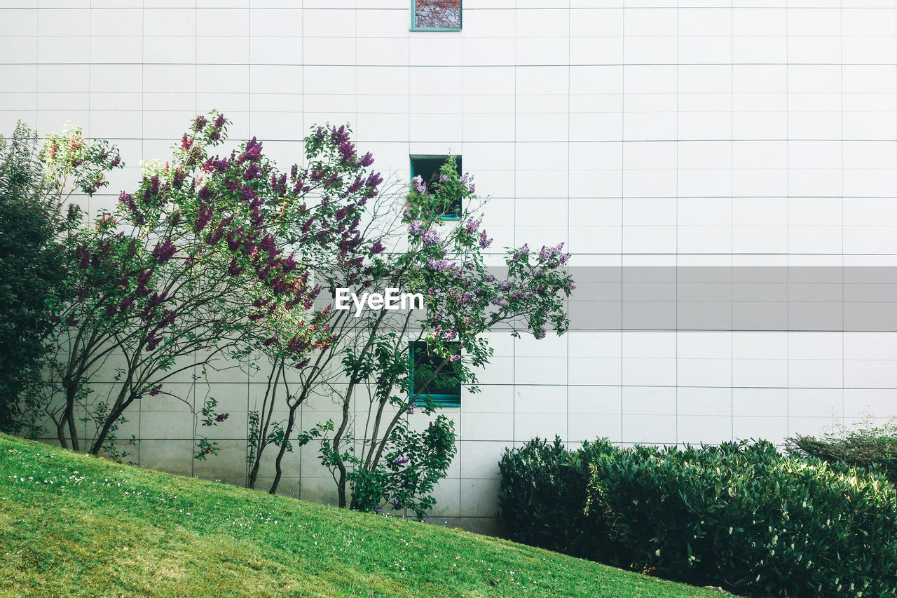 CLOSE-UP OF PLANTS AGAINST BUILDING