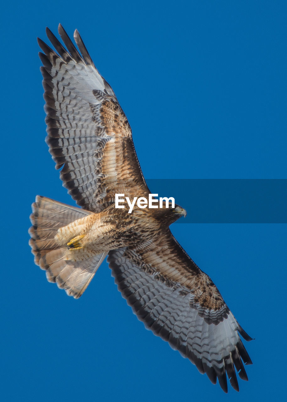 LOW ANGLE VIEW OF EAGLE FLYING IN SKY