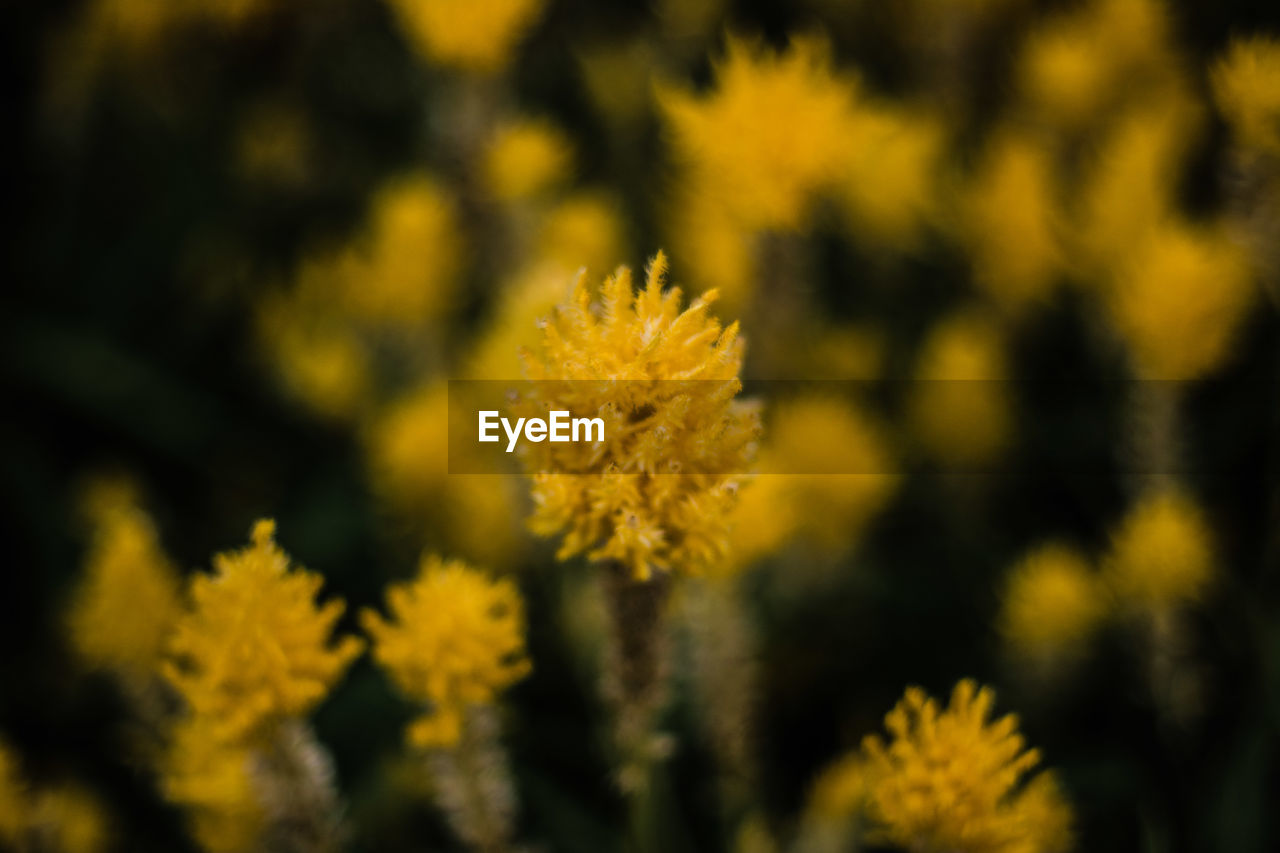 CLOSE-UP OF YELLOW FLOWER AGAINST BLURRED BACKGROUND