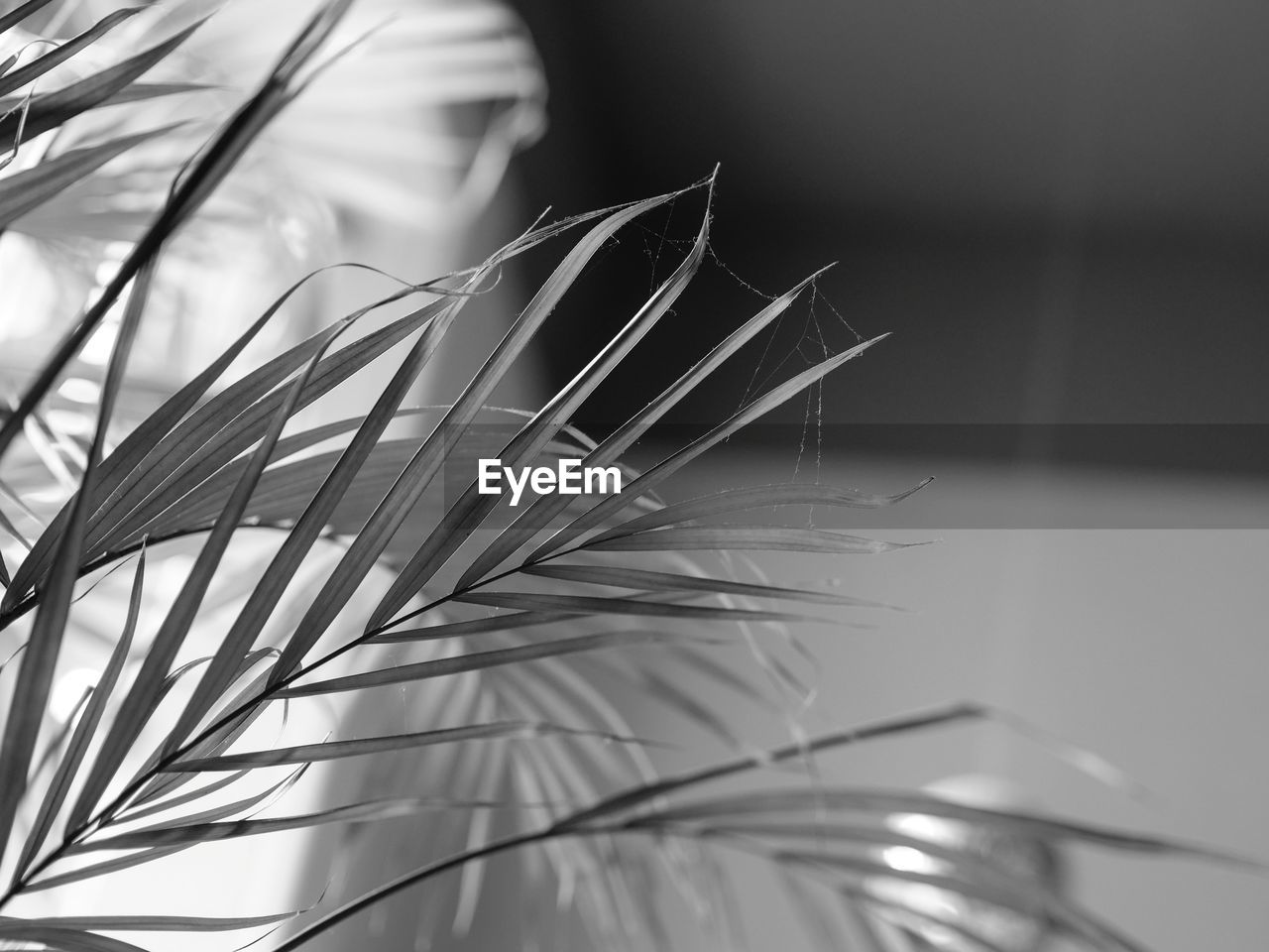 black and white, monochrome photography, plant, monochrome, close-up, branch, growth, nature, leaf, white, black, no people, selective focus, plant part, light, line, grass, focus on foreground, beauty in nature, indoors, palm leaf, macro photography