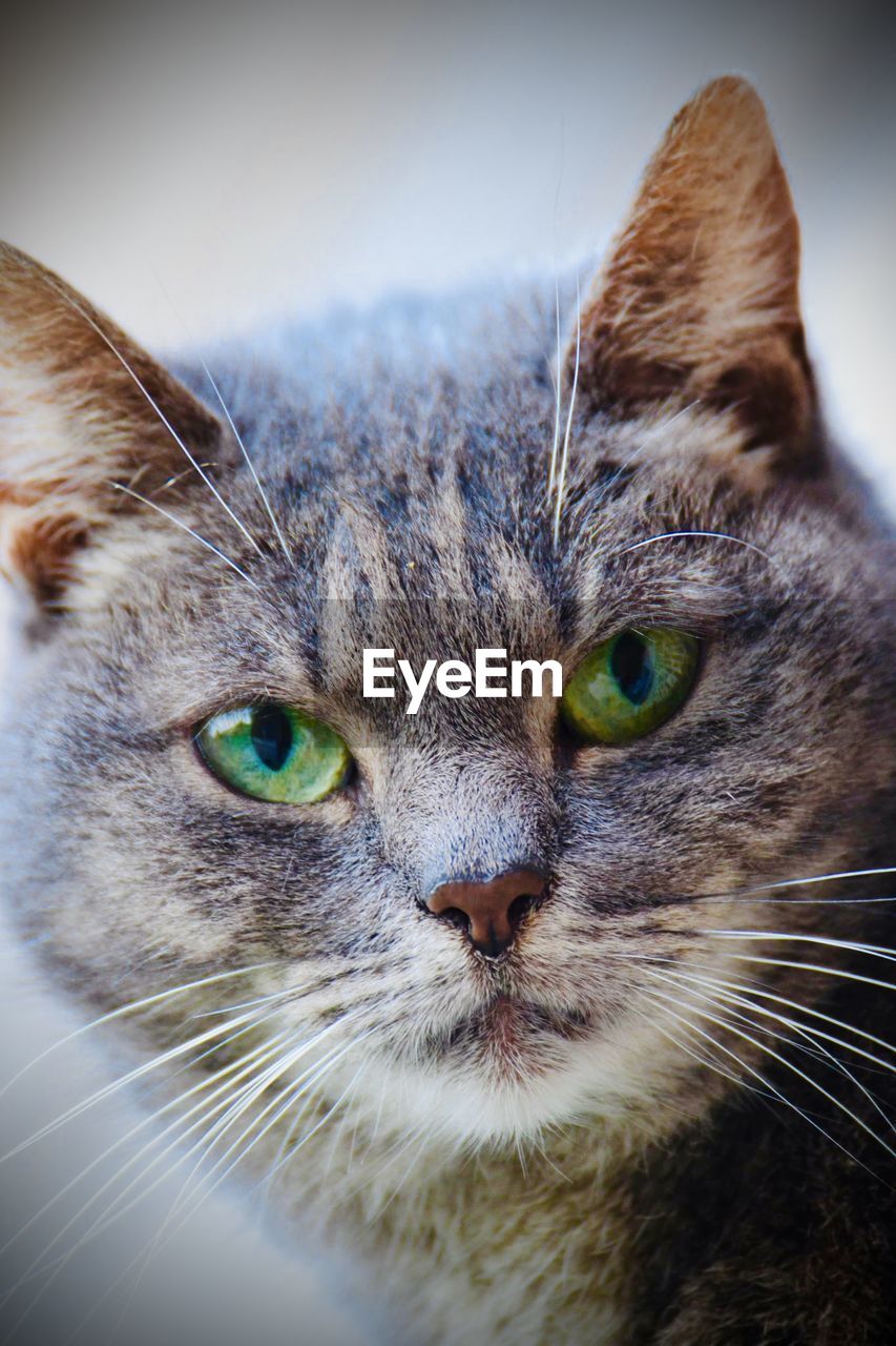 PORTRAIT OF CAT
