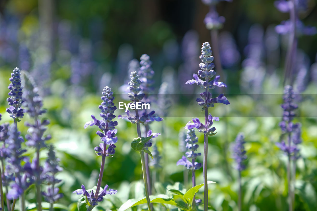 Close-up of purple flowering plant