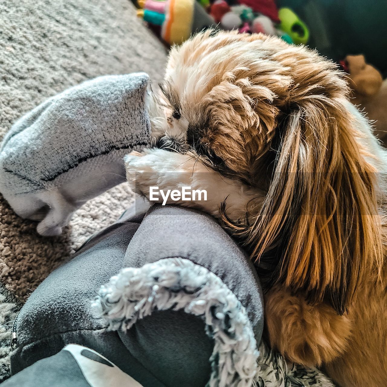 CLOSE-UP OF DOG RELAXING ON MAN WITH MOUTH OPEN